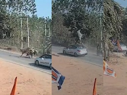 सहारनपुर में अचानक सड़क पर आई नीलगायें, कार से टक्कर के बाद कई फुट उछलीं, वीडियो हुआ वायरल