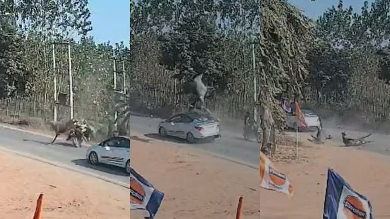 सहारनपुर में अचानक सड़क पर आई नीलगायें, कार से टक्कर के बाद कई फुट उछलीं, वीडियो हुआ वायरल