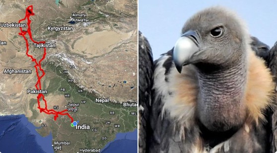 घायल गिद्ध ने भरी 15 हज़ार किमी की उड़ान! कई देशों का चक्कर लगाकर फिर लौटा भारत, लोगों ने बताया चमत्कार