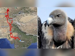 घायल गिद्ध ने भरी 15 हज़ार किमी की उड़ान! कई देशों का चक्कर लगाकर फिर लौटा भारत, लोगों ने बताया चमत्कार