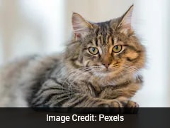 Study Reveals Domestic Cats Were Not First Felines To Live With Humans