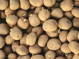 कहीं आप भी तो नहीं खा रहे हैं इस तरह के आलू, पड़ सकते हैं लेने के देने, जान लें ये जरूरी बातें