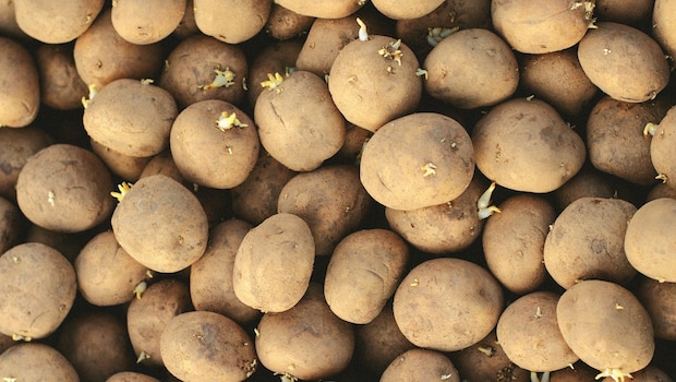 Sprouted Potatoes can pose several health risks Sprouted Potatoes can pose several health risks