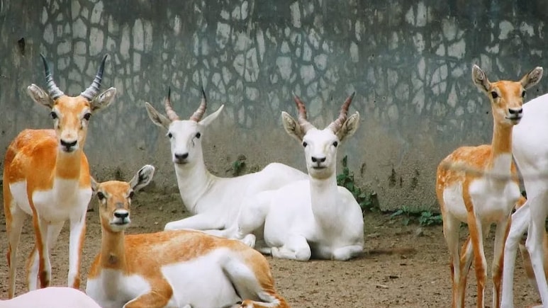 Delhi Zoo Welcomes Over 15,000 Visitors On Second Day Of Reopening: Complete Visitor Guide Inside