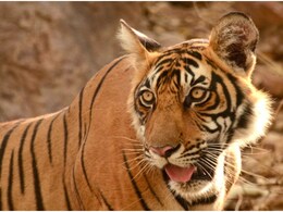 Rajasthan Tiger Attack: मौत के मुंह से लौटे तीन दोस्त! करौली में टाइगर T-80 ने बाइक सवार पर किया पंजे से हमला, 3 KM तक नहीं रोकी बाइक