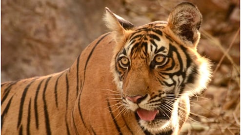 Rajasthan Tiger Attack: मौत के मुंह से लौटे तीन दोस्त! करौली में टाइगर T-80 ने बाइक सवार पर किया पंजे से हमला, 3 KM तक नहीं रोकी बाइक
