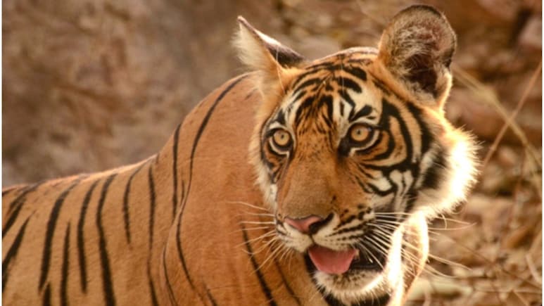 Rajasthan Tiger Attack: मौत के मुंह से लौटे तीन दोस्त! करौली में टाइगर T-80 ने बाइक सवार पर किया पंजे से हमला, 3 KM तक नहीं रोकी बाइक