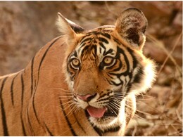 जोधपुर माचिया पार्क में अकेले बाघ एंथोनी के लिए गुजरात से आई बाघिन, क्वारंटाइन के बाद जनवरी में होगी पहली  