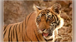 एमपी में एक और Tiger की संदिग्ध मौत, सागर में नर बाघ का मिला शव; वन विभाग जांच में जुटा