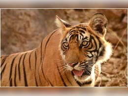 एमपी में एक और Tiger की संदिग्ध मौत, सागर में नर बाघ का मिला शव; वन विभाग जांच में जुटा