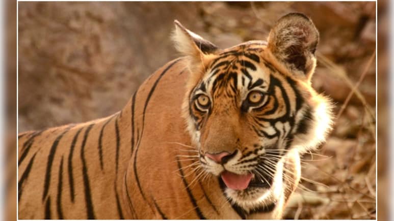 एमपी में एक और Tiger की संदिग्ध मौत, सागर में नर बाघ का मिला शव; वन विभाग जांच में जुटा