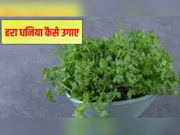 Bagvani Guru: घर पर धनिया उगाने का जादुई तरीका, बिना किसी तामझाम सिर्फ 5 दिन में खिल उठेंगी पत्तियां