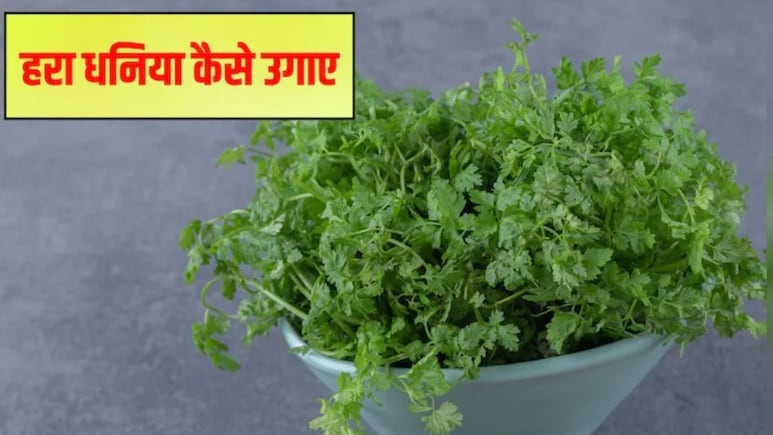 Bagvani Guru: घर पर धनिया उगाने का जादुई तरीका, बिना किसी तामझाम सिर्फ 5 दिन में खिल उठेंगी पत्तियां