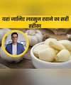 कहीं आप भी तो गलत तरीके से नहीं खा रहे हैं प्याज-लहसुन? डॉक्टर सेठी ने बताया सही तरीका