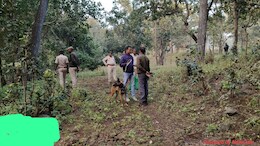 एमपी दो गौर बायसन की हत्या करने वाले 5 गिरफ्तार, बिना हथियार से शिकार के लिए ने आरोपियों ने अपनाया था ये तरीका
