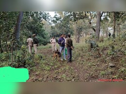 एमपी दो गौर बायसन की हत्या करने वाले 5 गिरफ्तार, बिना हथियार से शिकार के लिए ने आरोपियों ने अपनाया था ये तरीका