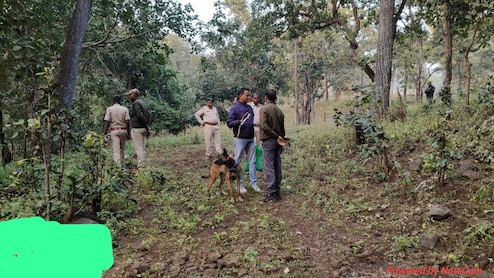 एमपी दो गौर बायसन की हत्या करने वाले 5 गिरफ्तार, बिना हथियार से शिकार के लिए ने आरोपियों ने अपनाया था ये तरीका