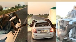 Rajasthan: Swift Dzire से टक्कर के बाद छत तोड़ कार में घुसा ऊंट, JCB की मदद से निकलते ही दौड़ पड़ा