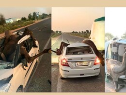 Rajasthan: Swift Dzire से टक्कर के बाद छत तोड़ कार में घुसा ऊंट, JCB की मदद से निकलते ही दौड़ पड़ा