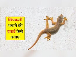 पानी में ये 2 चीज मिलाकर बना लें छिपकली भगाने की दवाई, एक-एक हो जाएगी रफूचक्कर