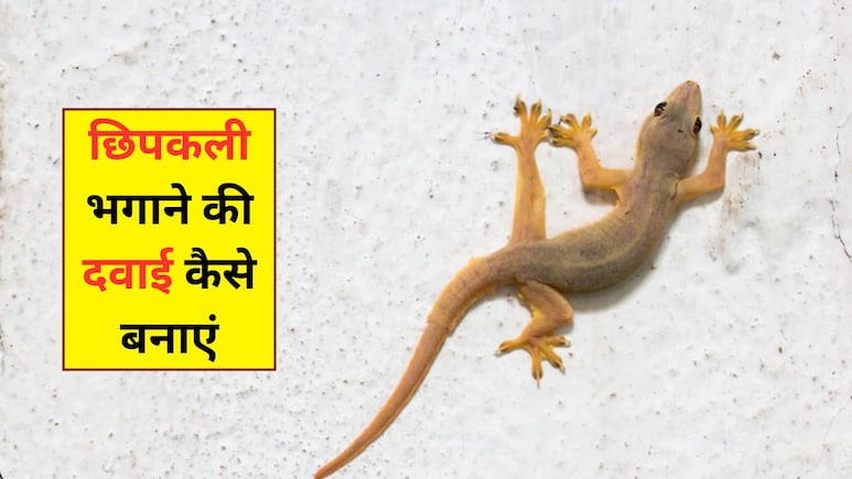 पानी में ये 2 चीज मिलाकर बना लें छिपकली भगाने की दवाई, एक-एक हो जाएगी रफूचक्कर