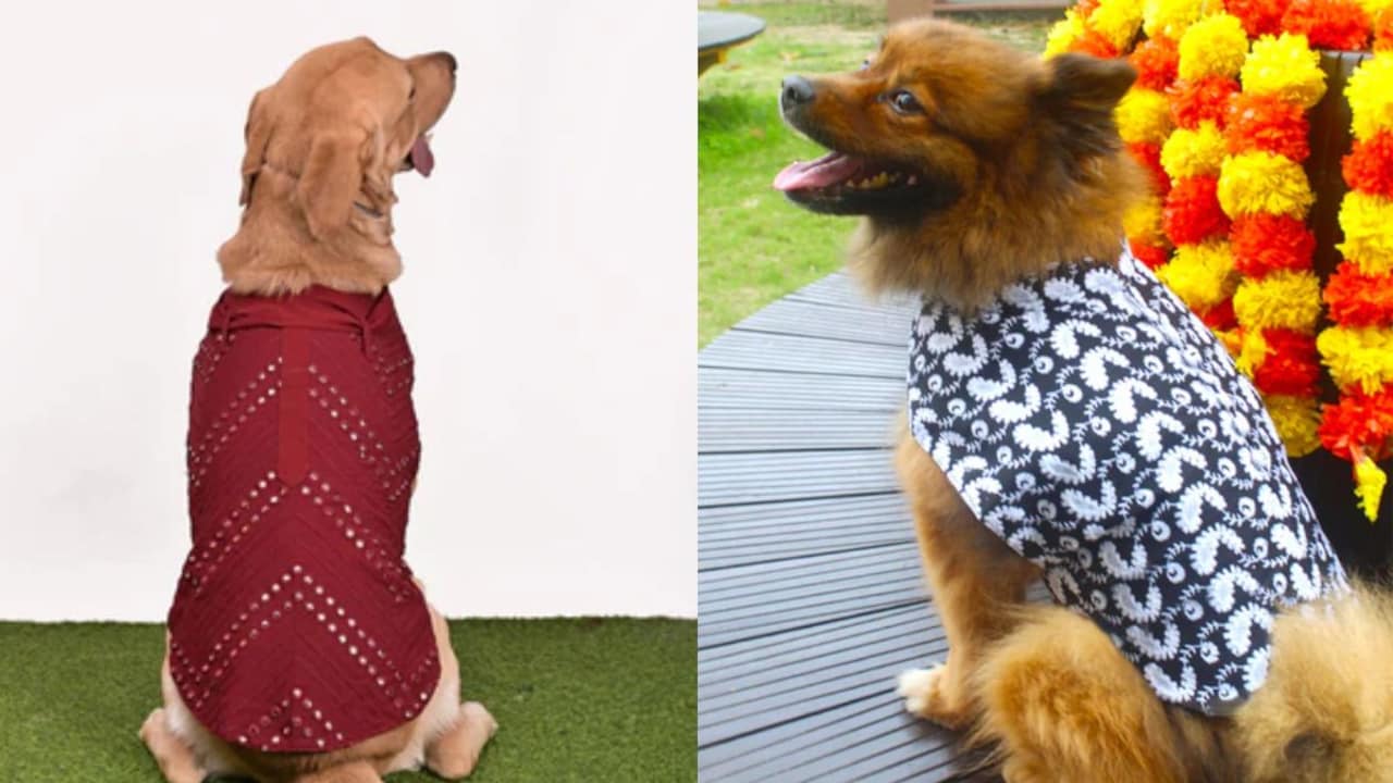 Ethnic wear for pets is trending in India. Ethnic wear for pets is trending in India.