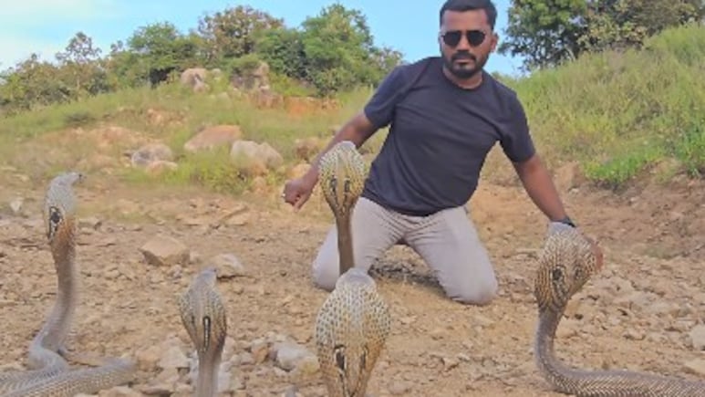 शख्स के सामने फन फैलाए बैठे थे 5 ज़हरीले कोबरा, कर रहा था छूने की कोशिश, आगे जो हुआ, Video देख दहल उठेगा दिल