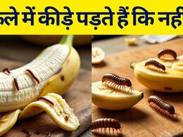 केले में कीड़े पड़ते हैं कि नहीं? क्‍या है पूरा सच