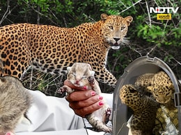 Sambhajinagar News:पिल्लांजवळ घुटमळली अन् निघून गेली; एका चुकीमुळे मादी बिबट्याचा पिल्लांना स्वीकारण्यास नकार!