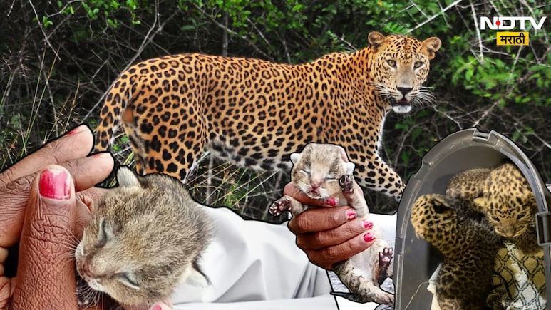 Sambhajinagar News:पिल्लांजवळ घुटमळली अन् निघून गेली; एका चुकीमुळे मादी बिबट्याचा पिल्लांना स्वीकारण्यास नकार!