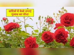 सर्दी में गुलाब का पौधा फूल से कैसे उगाएं, बोने के कितने दिन बाद देना चाहिए पानी, जानिए यहां