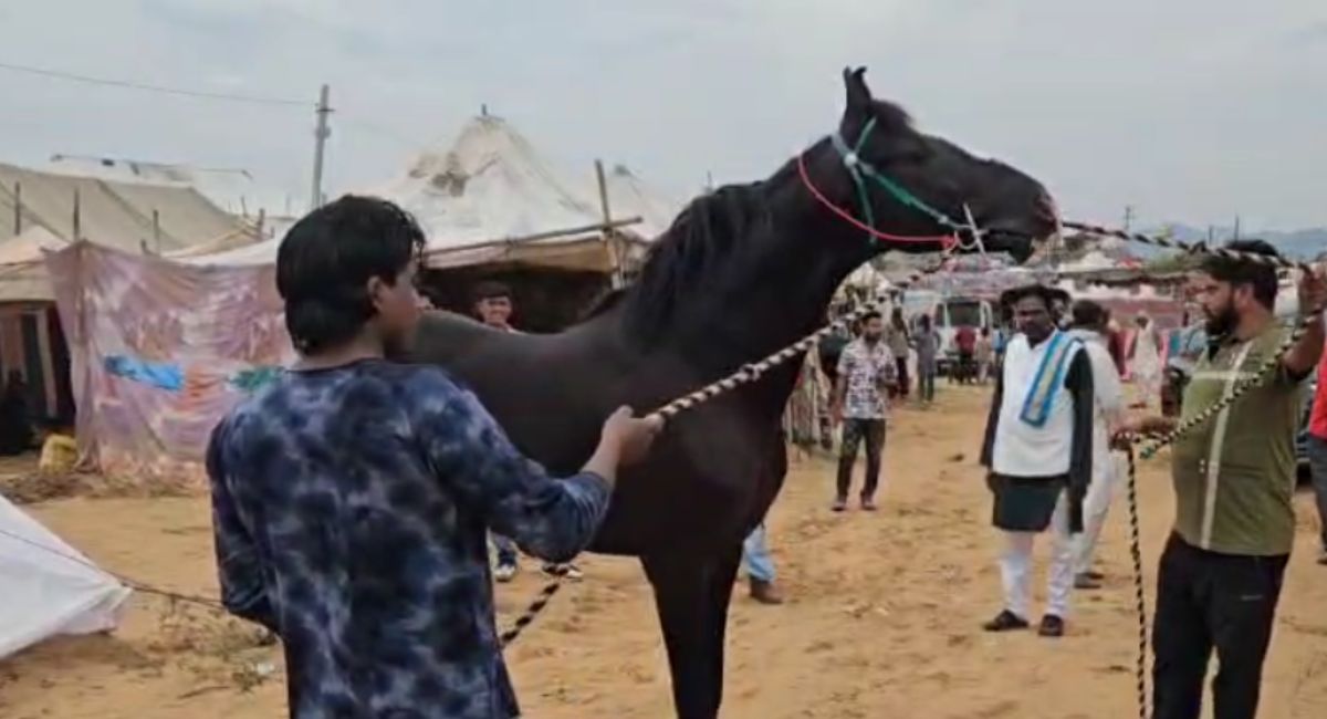 पुष्कर मेले में GST टीम ने डाला डेरा, कहां ब‍िक रहा करोड़ों का घोड़ा? देखने पहुंचे अध‍िकारी