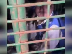 UP Man Stuck In Leopard Cage. He Allegedly Entered To Take Goat Kept As Bait