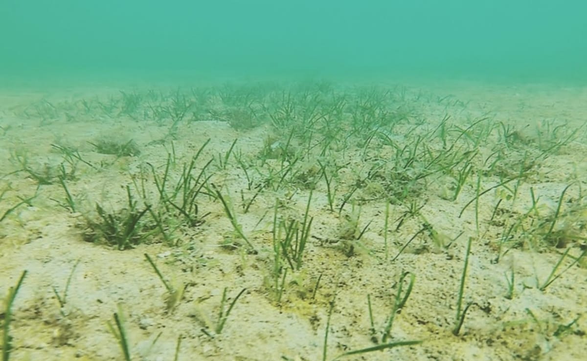 सामुदायिक निगरानी और वैज्ञानिक सर्वेक्षणों से पता चला है कि समुद्री घास के मैदान तटीय आजीविका और खाद्य सुरक्षा की नींव हैं. सामुदायिक निगरानी और वैज्ञानिक सर्वेक्षणों से पता चला है कि समुद्री घास के मैदान तटीय आजीविका और खाद्य सुरक्षा की नींव हैं.