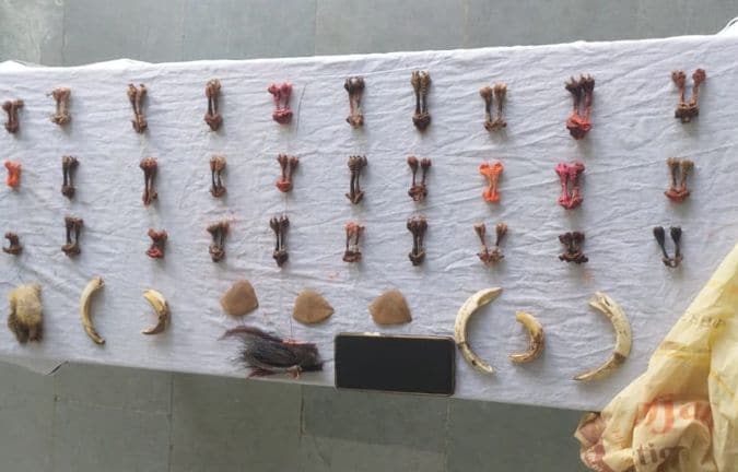 Global Wildlife Trafficking Hits Record Levels in 2025: Interpol