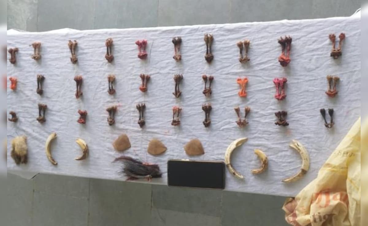 Animal Trafficking Reaches Record High In 2025: Interpol