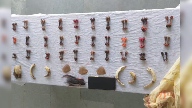 तीर्थनगरी में अवैध कारोबार! ओंकारेश्वर में वन्यजीवों के अंग बेच रही थी महिला, वन अमले ने किया गिरफ्तार