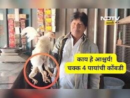 Pune News: शिक्रापूरमध्ये आढळली चार पायांची कोंबडी, चार पायामागचं राज काय?