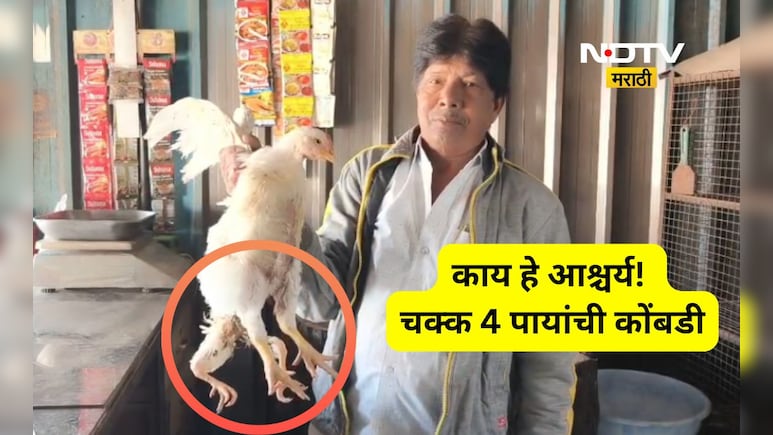 Pune News: शिक्रापूरमध्ये आढळली चार पायांची कोंबडी, चार पायामागचं राज काय?