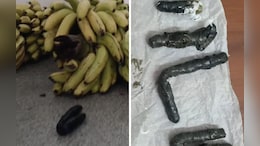 Cigarettes, Marijuana Stuffed Inside Banana Stems Found In Karnataka Prison