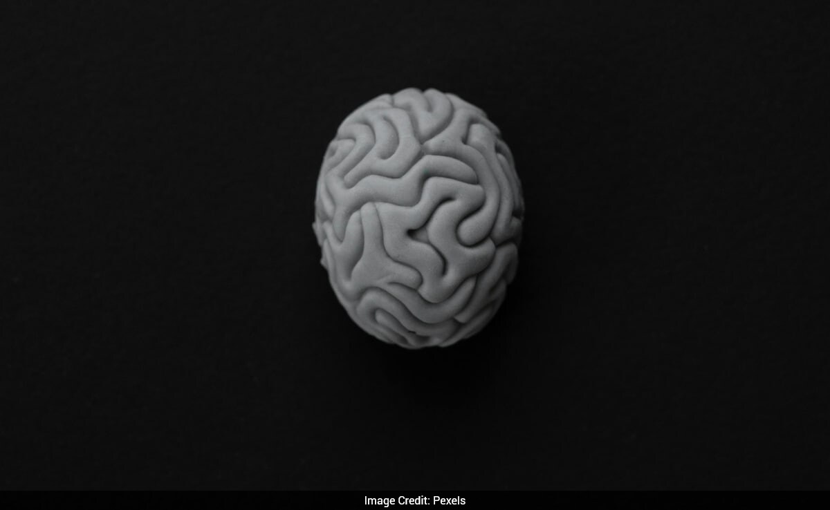 Human Brain Develops in Five Key Stages