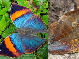 मध्य प्रदेश की नई पहचान बनेगी ऑरेंज ओकलीफ, ‘स्टेट बटरफ्लाई’ घोषित करने का प्रस्ताव