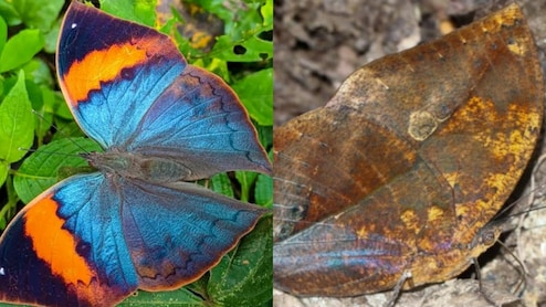 मध्य प्रदेश की नई पहचान बनेगी ऑरेंज ओकलीफ, ‘स्टेट बटरफ्लाई’ घोषित करने का प्रस्ताव