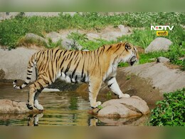 Satara News: ऑपरेशन तारा! सह्याद्री व्याघ्र प्रकल्पात ताडोबातील वाघीण ‘तारा’ची एन्ट्री,आता या पुढे...