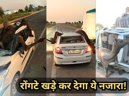 Rajasthan: Swift Dzire से टक्कर के बाद छत तोड़ कार में घुसा ऊंट, JCB की मदद से निकलते ही दौड़ पड़ा