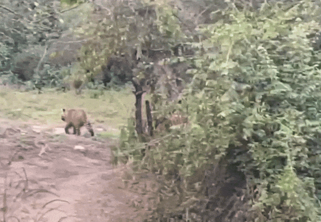 Rajasthan: सरिस्का में दिखा रानी ST-19 का पूरा कुनबा, बाघों की 'क्यूट आर्मी' ने जीता पर्यटकों का दिल