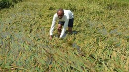 Rajasthan: दूदू के 68 हजार किसानों को 80 करोड़ की राहत, भजनलाल सरकार ने विशेष पैकेज को दी मंजूरी