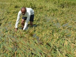 Rajasthan: दूदू के 68 हजार किसानों को 80 करोड़ की राहत, भजनलाल सरकार ने विशेष पैकेज को दी मंजूरी