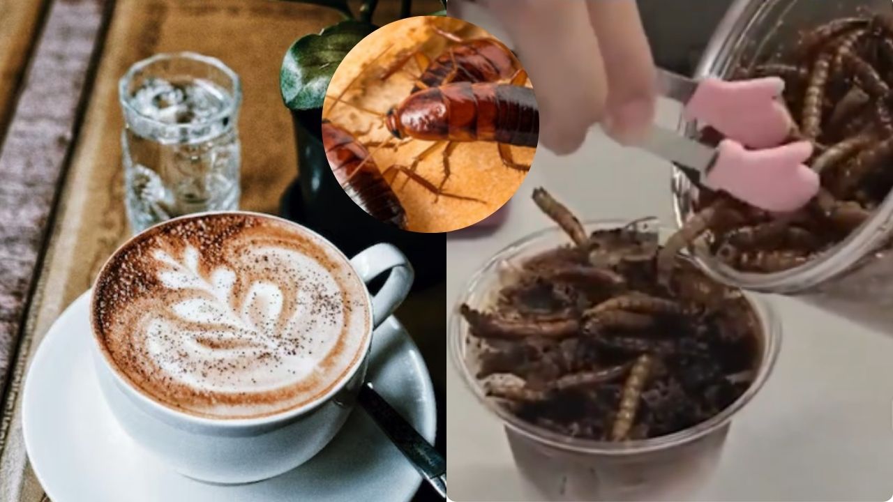 मरे हुए कॉकरोच और ऊपर कीड़े का बुरादा...ये है स्पेशल कॉफी, कीमत सुन लग जाएगा 440 वोल्ट का झटका