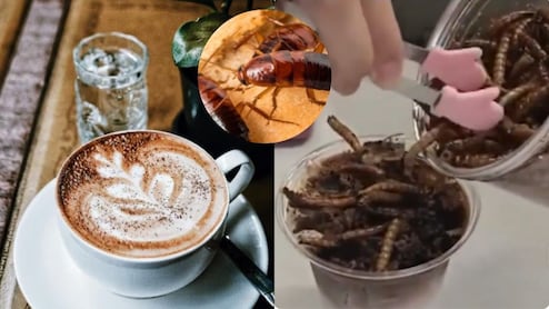 मरे हुए कॉकरोच और ऊपर कीड़े का बुरादा...ये है स्पेशल कॉफी, कीमत सुन लग जाएगा 440 वोल्ट का झटका